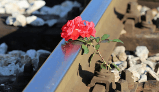 Roses left on rail tracks